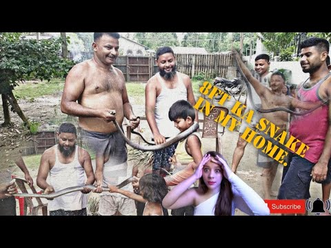 The Snake was Caught // 8ft long करैत snake// Snake in Home // My dad got it😎 // theCrazyIndian.