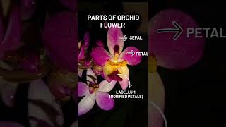 Parts of orchid flower 🌸#shortsfeed#shortofindia#shortsfeed#botany#bsc#msc#exam#neet #plants#orchid