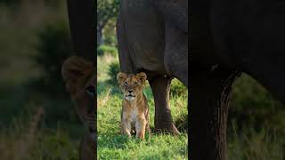 #NywildAnimalsnatury#WildAnimalsnatury#WildAnimals #Wildlife #NatureLovers#MountainSplit #EpicNature