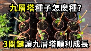 九層塔用種子怎麼種?種子播種成功3關鍵，九層塔種子育苗方法分享| 阿星種植