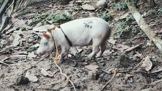 Pig, Duck, Goat, Chicken