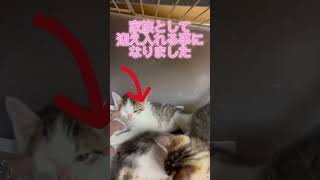 保護子猫🐈‍⬛家族になりました😊#保護猫 #譲渡猫