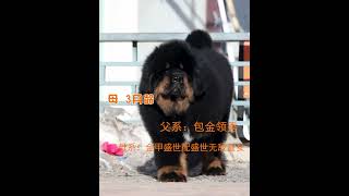 113、#藏獒#幼犬#猛犬 #藏獒 #pets #狗訓練 #藏獒 #狗訓練 #猛犬 #猛犬 #animals #黃狗 #黃狗 #lion #老友狗狗 #老友狗狗 #幼犬 #cute