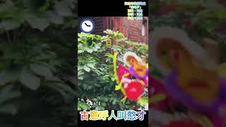 時間：03/25（六）14:00第一次直播（試播）劇名：12345上山打老虎（上）時間：10分鐘14:10#阿忠布袋戲粉絲頁