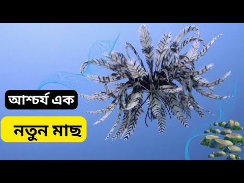 পালক তারকার সাঁতার কাটার বিরল মুহূর্ত | Feather Star Caught Swimming |প্রাণিচার্জ | Pranicharge