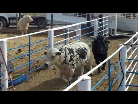 Unloading Bucking Bulls