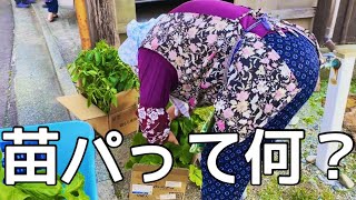 【補足説明】あの集まりは一体！？【苗パとは】【4K】