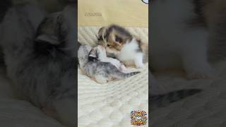 cutest cat #cat #cats #shorts