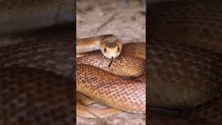 Inland Taipan – The World’s Most Venomous Snake! 🐍☠️ #dangerousanimals  #snakefacts