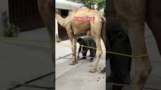 Camel Qurbani Part6 #cattle #camel #cow #cattleworld #qurbani #animals #bull #farmanimals