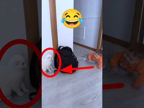 🤣🔥🤣 Funny Moments #shorts #funny #ytshorts #cat #viralvideo