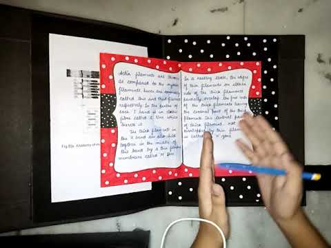Assignment On Locomotion & Movement
