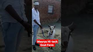 बरबरी ब्रीडर Maurya Hi-tech goat farm