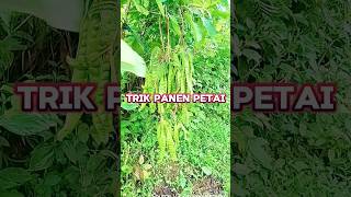 Cara Memanen Petai #panen #petai