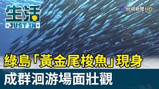 綠島「黃金尾梭魚」現身  成群洄游場面壯觀【生活資訊】