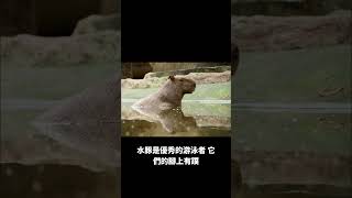 世界上最大的嚙齒類動物-水豚#探索 #動物 #學習 #知識 #事實
