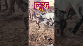 Small Goat 🐐♑ fighting 😞💪 #funny #pet #babysmile #goat #laughandcry #petrabbit #ytshorts #shorts