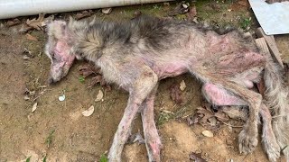 “Please… I Don’t Want to Die Alone” – A Dying Dog’s Whisper Before the Miracle Happened!