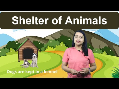 Shelter Of Animals, Class 2, Science