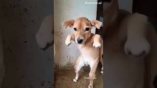 CAW FUNNY VIDEO 😂😂😂😂😂#funny #caw #viral #funnycomedy