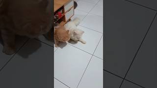 Sipaling Ga Pernah Akur 😔