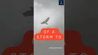 Eagles Love Storms #eaglemotivation #eaglemotivationalvideo #motivation #inspirationalquotes