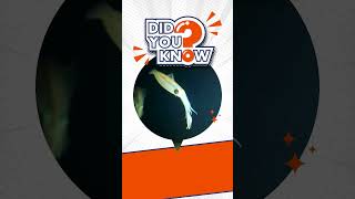 Did You Know? Amazing Mollusk Facts for Kids🐚