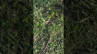 (कावळ्या साप) Release.#snake #snaketattoo #snakeplant #snakelove #viarl #réel #trendingreels #nagpur