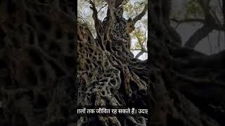 a tree | #education | #azscreenrecorder #growtree