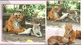 Troll Prank Dog Funny fake lion