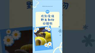 撿到受傷野生動物初體驗！  後續處理方式一次看！