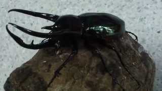 HD Bred Chalcosoma caucasus from Kingdom of Beetle Taiwan (origin :Malaysia).MP4