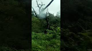 #malenadu forest vibes#