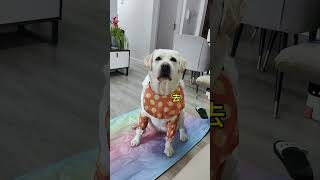 这天气适合游泳！！#拉布拉多为什么喜欢玩水 #你知道狗狗对水到底有多痴迷吗 #贪玩的狗狗 #狗狗的休闲时光