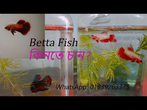 Fighter Fish Farm-Ultimate Guide to Betta Fish Care#বেটা মাছ
