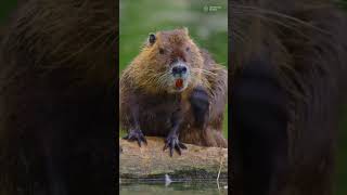 5 Aquatic Rodents with Remarkable Adaptations