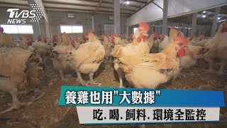 養雞也用「大數據」 吃、喝、飼料、環境全監控