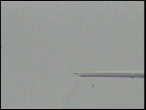 Hands on ICSI - Micromanipulation - IVF Training