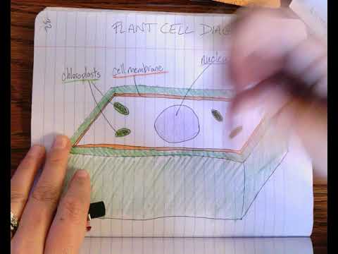 Plant Cell Diagram
