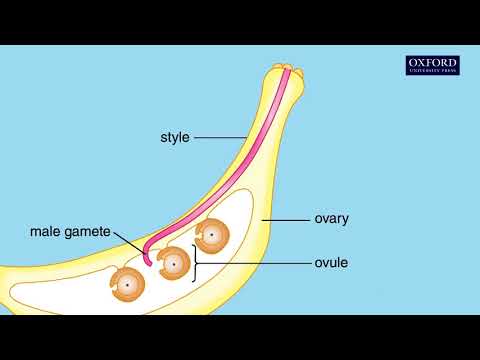 Animation 12.3 Germination of pollen grains and fertilization