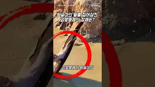 원숭이의 팔을 집어삼킨 괴생명체의 정체는?