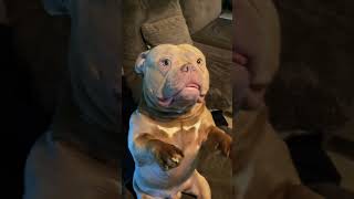 Bulldogs moment#englishbulldog #bulldog #dog #dogs #puppy #dogstagram #foryoutube