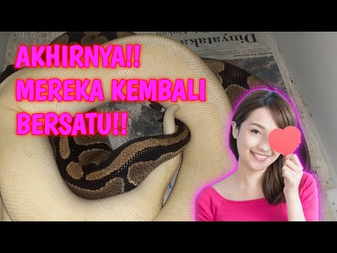 PROSES PERKAWINAN BALL PYTHON #1