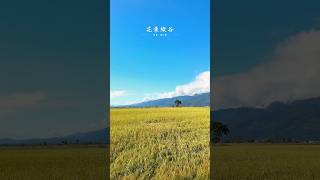 花東縱谷金黃稻田綿延✨視野開闊令人心曠神怡💕#taiwan  #台灣 #台東 #關山鎮 #台灣旅遊 #台東旅遊 #台灣景點 #台東景點 #花東縱谷 #花東公路 #花東縱谷公路 #奧莉薇的異想天地