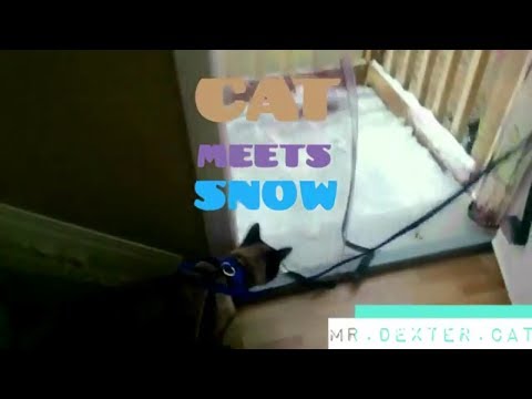 CAT MEETS SNOW (Dexter's first walk in the snow..)