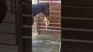SHOCKWAVE⚡️Have you tired this on your horse? #shockwavetherapy #horsecare #equinetherapy