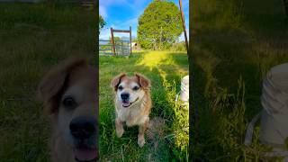 Rescue pups are thankful for their farm life!