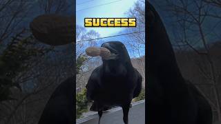 how to befriend a crow: day 125