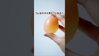こんなタマゴ、見たことある？　#おうち遊び　#実験遊び　#知育遊び　#科学遊び