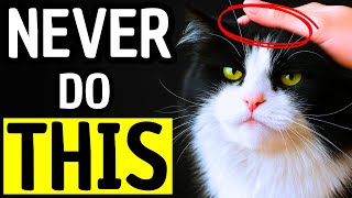 What Cats HATE Most – 9 Things Worse Than Being Picked Up!